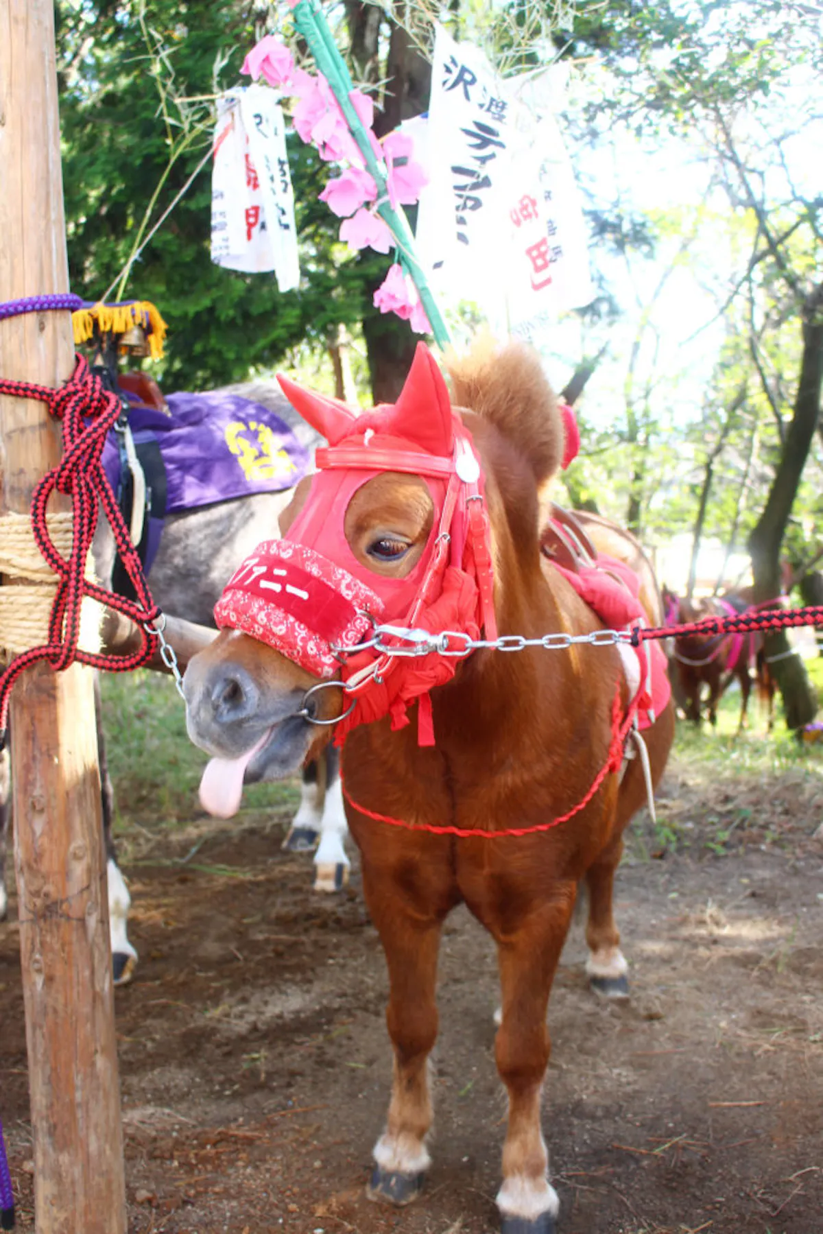 高浜おまんと祭りの迫力を見たか 馬が走る走る 吹っ飛ばされる 愛知の奇祭を紹介 オマツリジャパン あなたと祭りをつなげるメディア