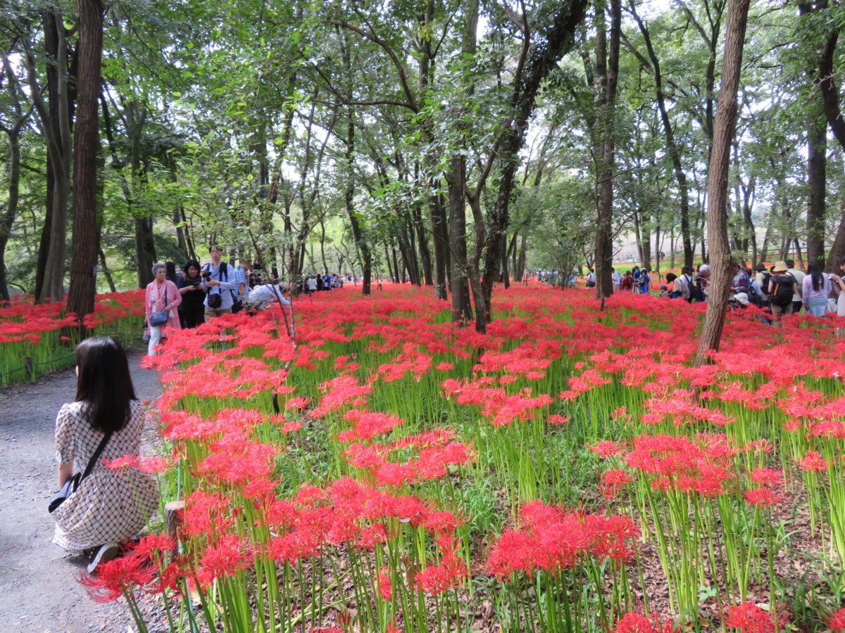 「巾着田曼珠沙華まつり」、高麗川の河川敷に赤い絨毯を敷きつめる約500万本のヒガンバナ