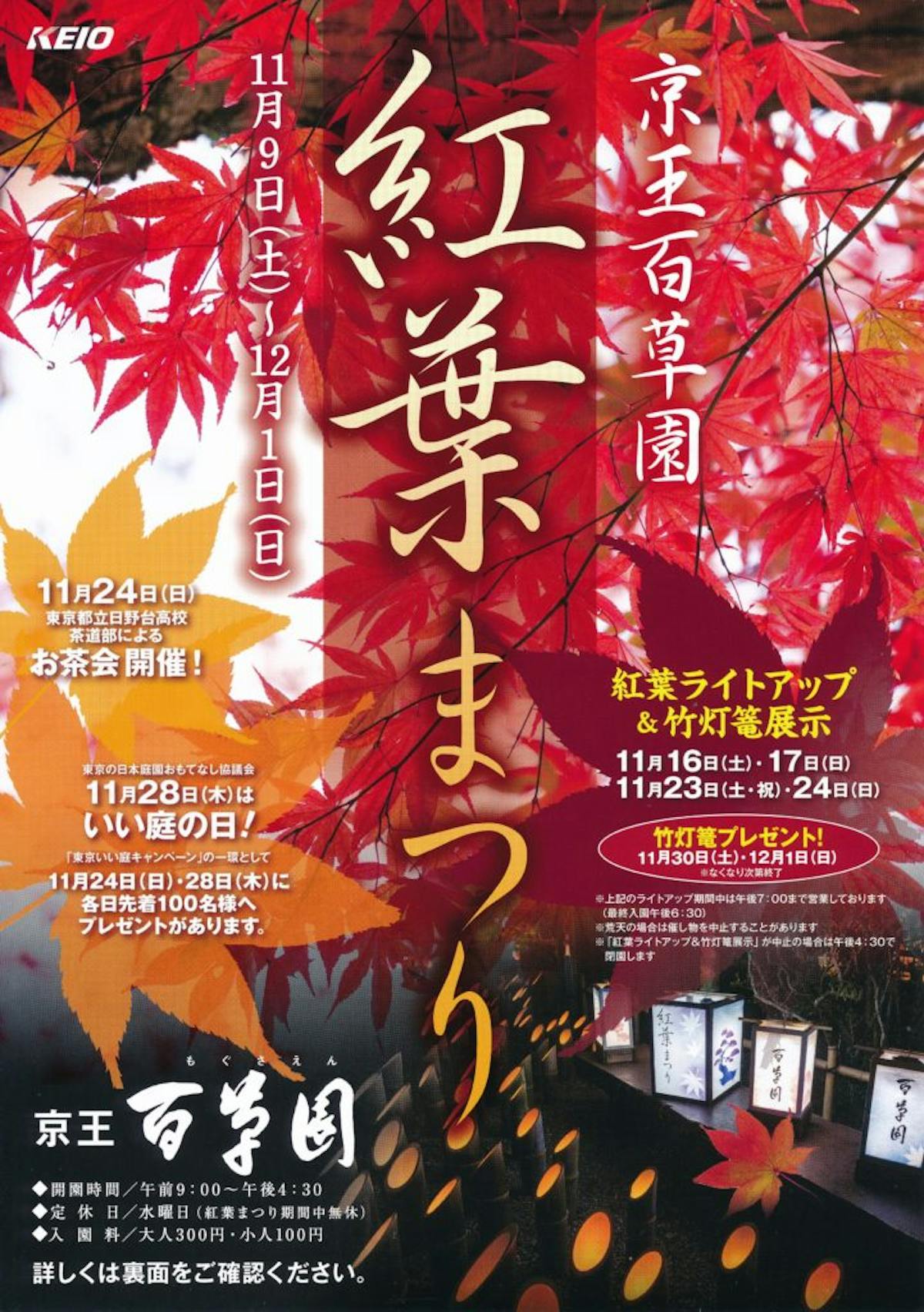 京王百草園紅葉まつり 来園者が自らライトアップ作業を行った後 暗闇に浮かぶ紅葉を鑑賞 オマツリジャパン あなたと祭りをつなげるメディア