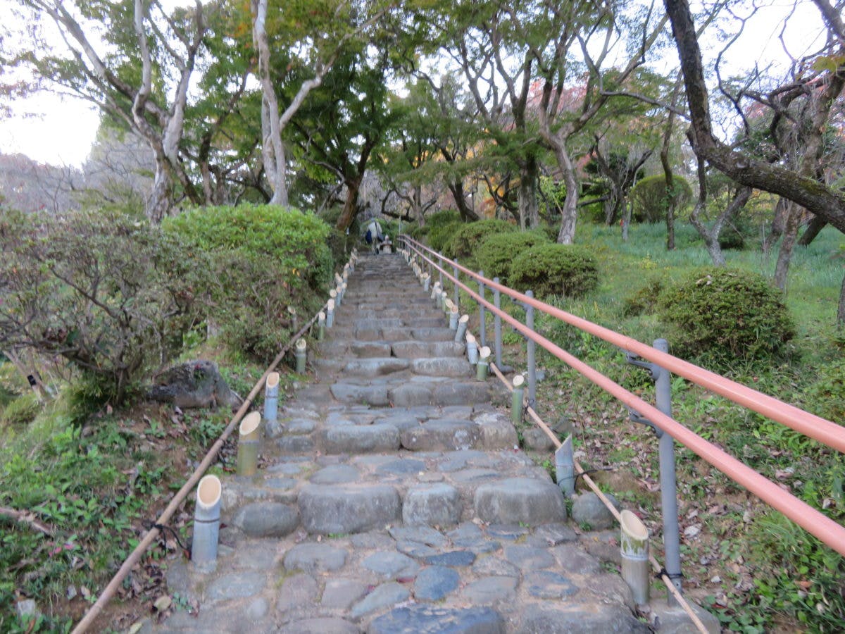 「京王百草園紅葉まつり」、来園者が自らライトアップ作業を行った後、暗闇に浮かぶ紅葉を鑑賞