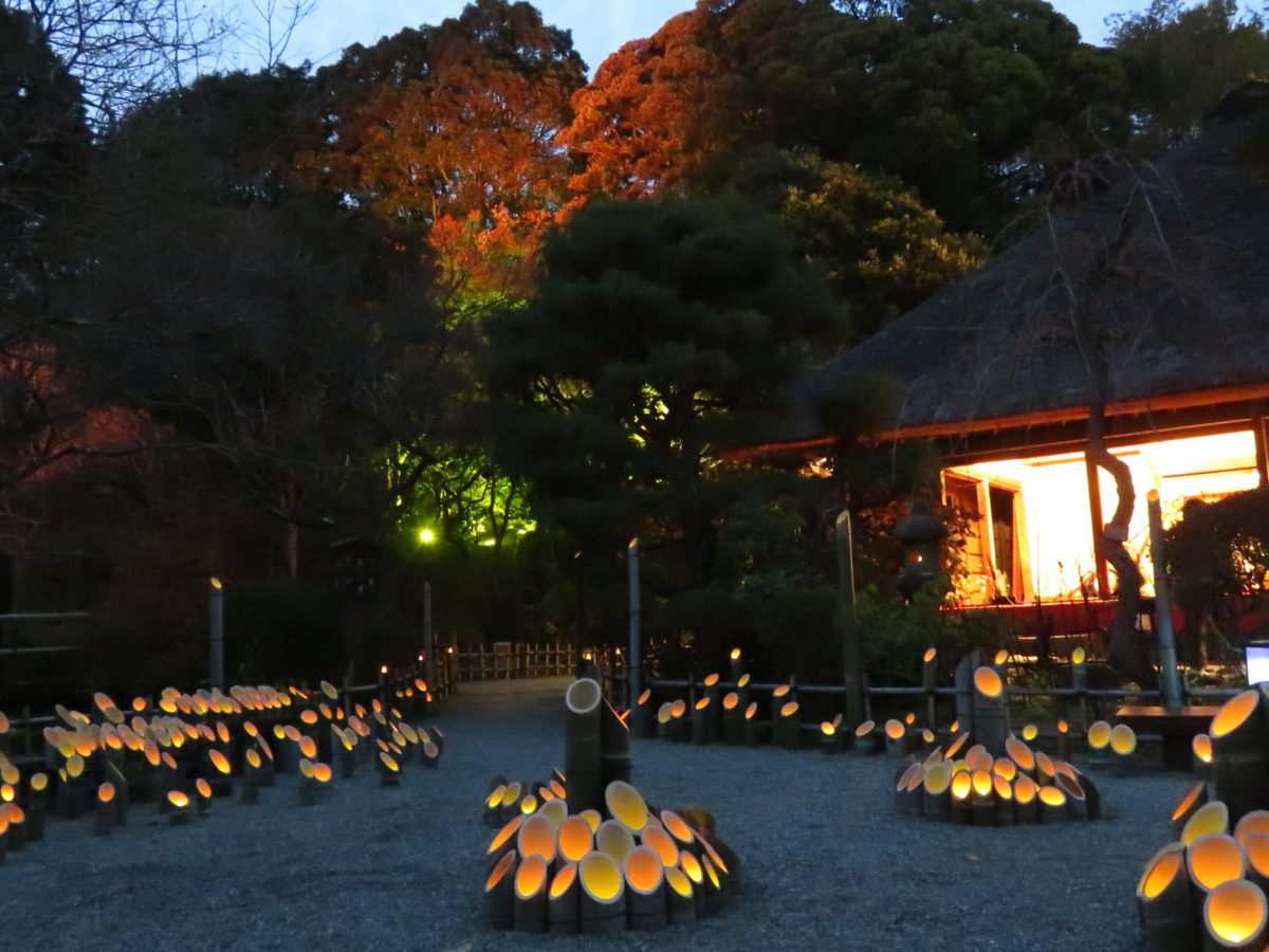 「京王百草園紅葉まつり」、来園者が自らライトアップ作業を行った後、暗闇に浮かぶ紅葉を鑑賞