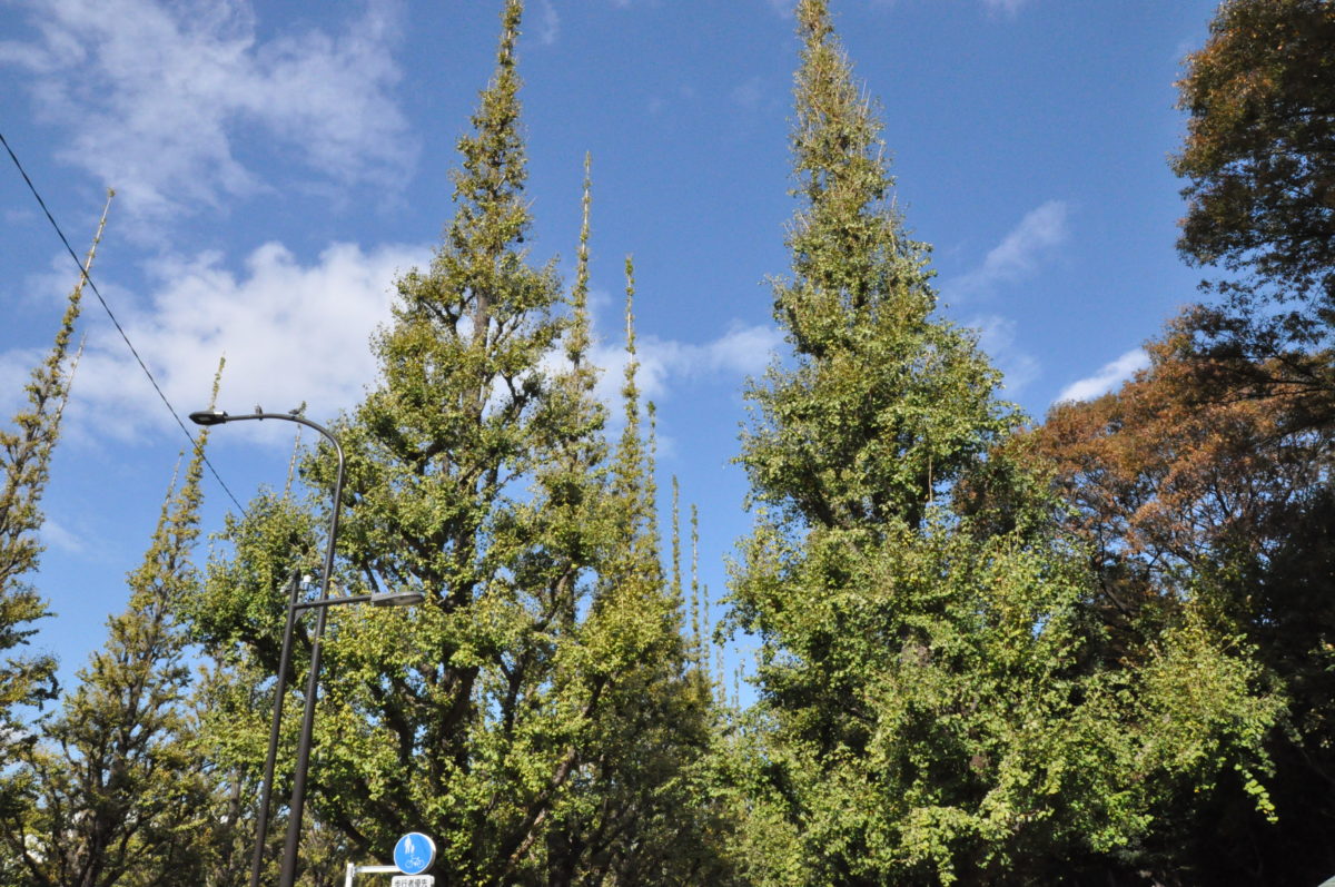 神宮外苑いちょう祭り