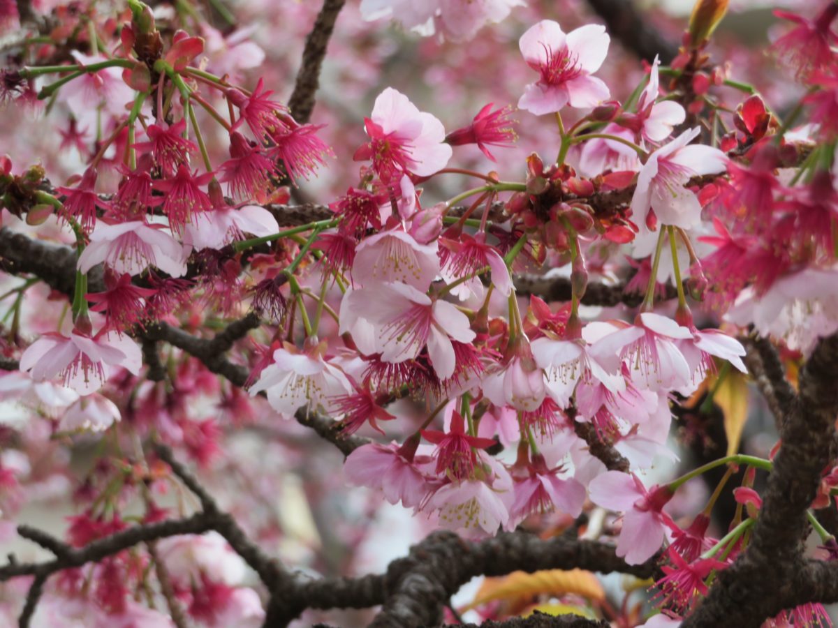 「あたみ桜糸川桜まつり」年明け早々に日本で最も早く咲く「あたみ桜」