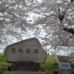 「熊谷さくら祭」約2キロにわたって約500本のソメイヨシノが一斉に花を咲かせる熊谷桜堤