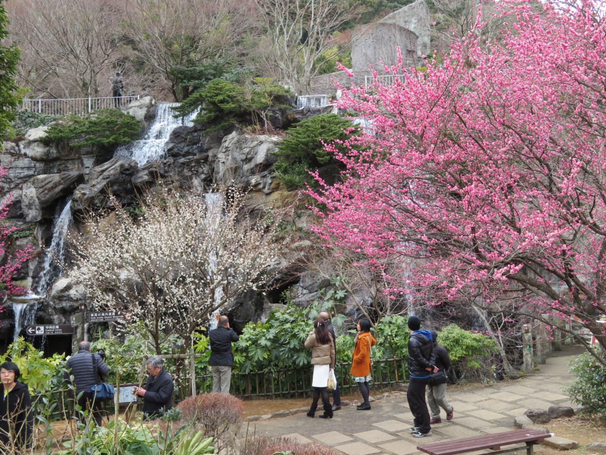 「熱海梅園梅まつり」日本で最も早咲きの梅が晩秋に開花し、咲く梅花の種類はなんとXX種！？