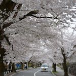 「長瀞桜まつり」月日を変え長瀞の隅々を移動する桜の園