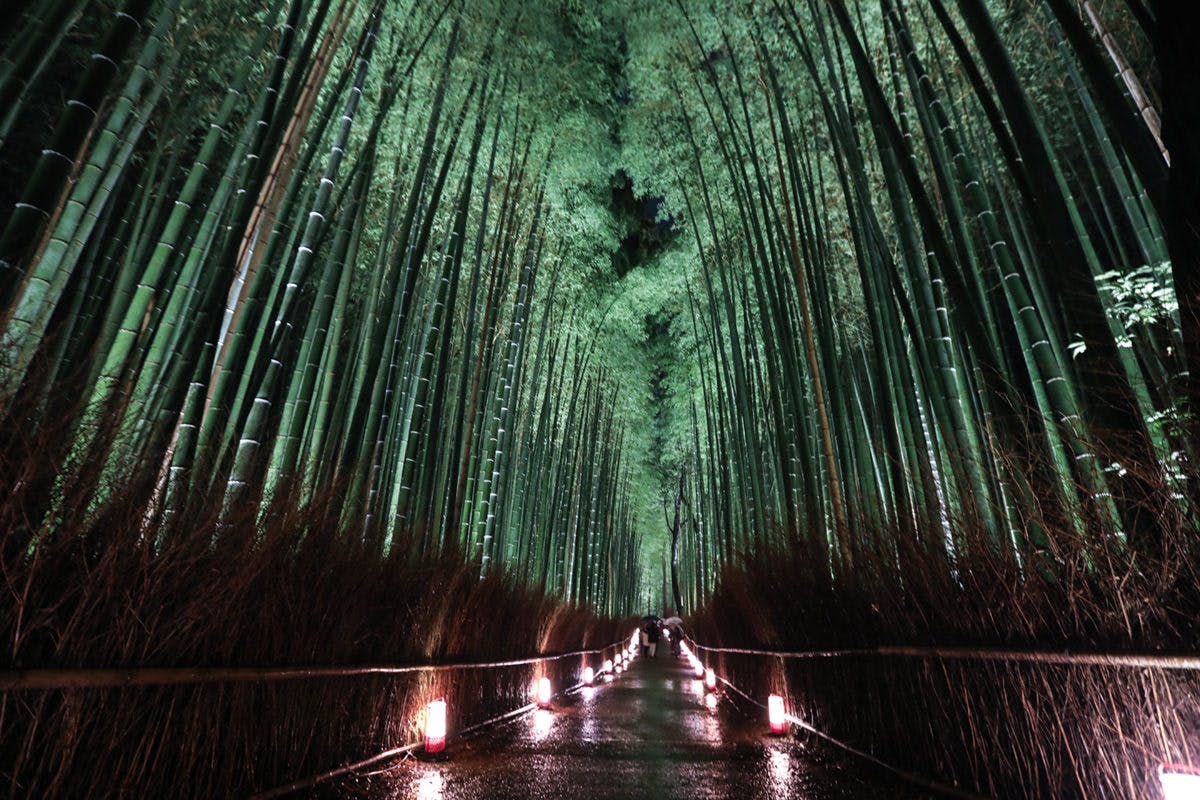 京都嵐山花灯路 渡月橋と竹林の小径だけじゃない デジタルアートと古都の融合 オマツリジャパン あなたと祭りをつなげるメディア