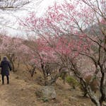 「湯河原梅林梅の宴」温泉街の北部に聳える幕山を季節の彩りで包む約4,000本の梅