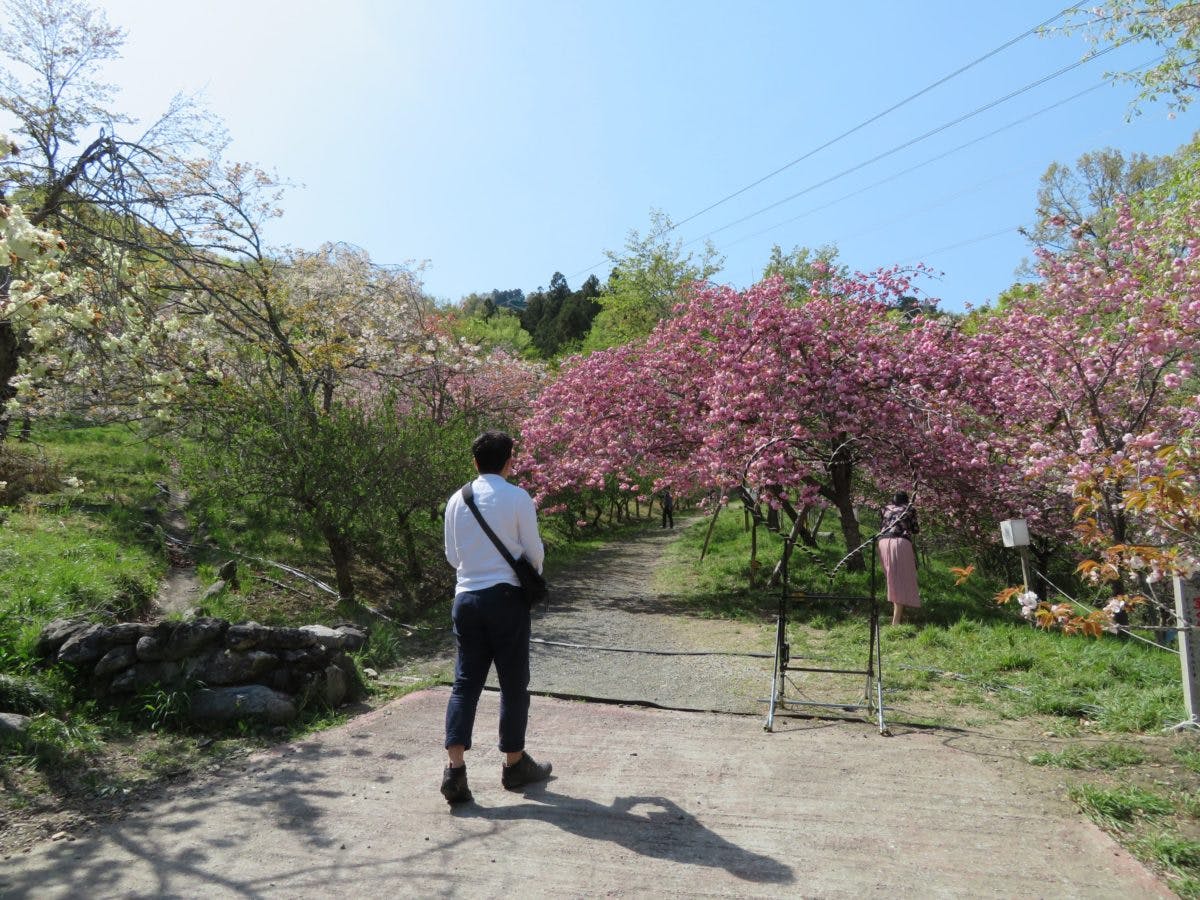 長瀞桜まつり 月日を変え長瀞の隅々を移動する桜の園 オマツリジャパン 毎日 祭日