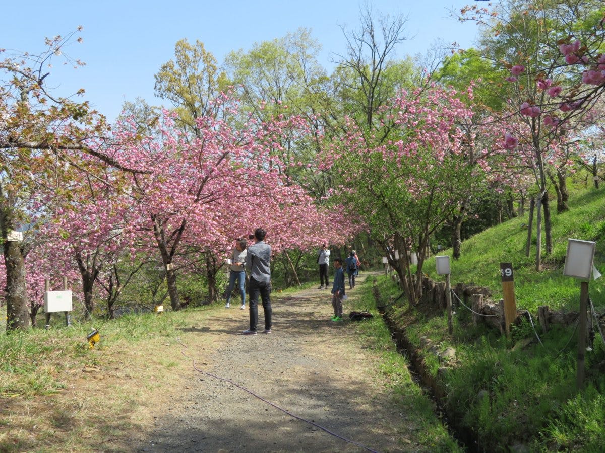 長瀞桜まつり 月日を変え長瀞の隅々を移動する桜の園 オマツリジャパン 毎日 祭日