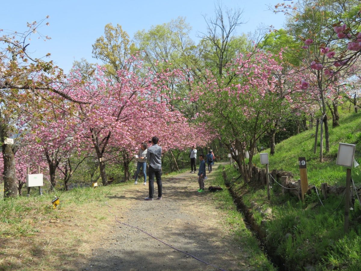 長瀞桜まつり 月日を変え長瀞の隅々を移動する桜の園 オマツリジャパン 毎日 祭日 長瀞桜まつり 月日を変え長瀞の隅々を移動する桜の園 オマツリジャパン 毎日 祭日