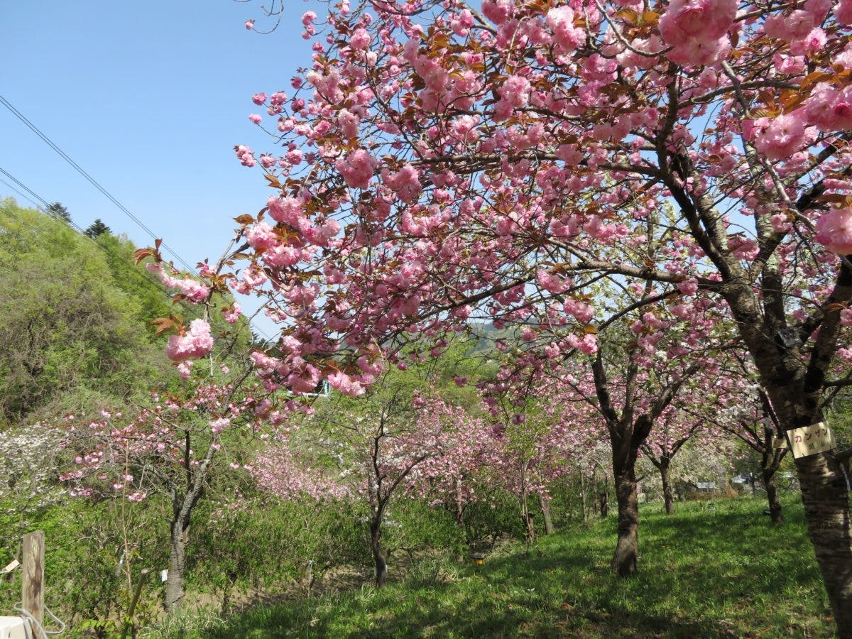 長瀞桜まつり 月日を変え長瀞の隅々を移動する桜の園 オマツリジャパン 毎日 祭日