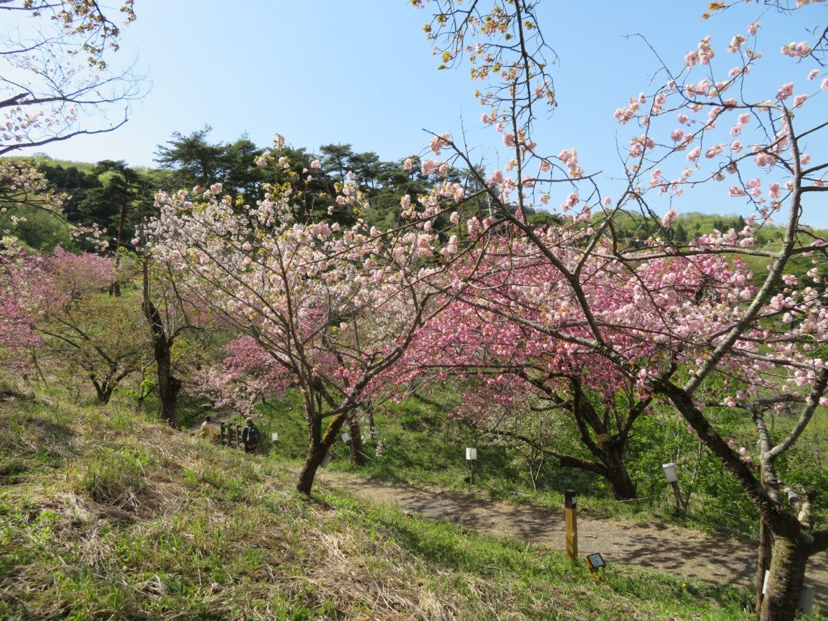 長瀞桜まつり 月日を変え長瀞の隅々を移動する桜の園 オマツリジャパン 毎日 祭日