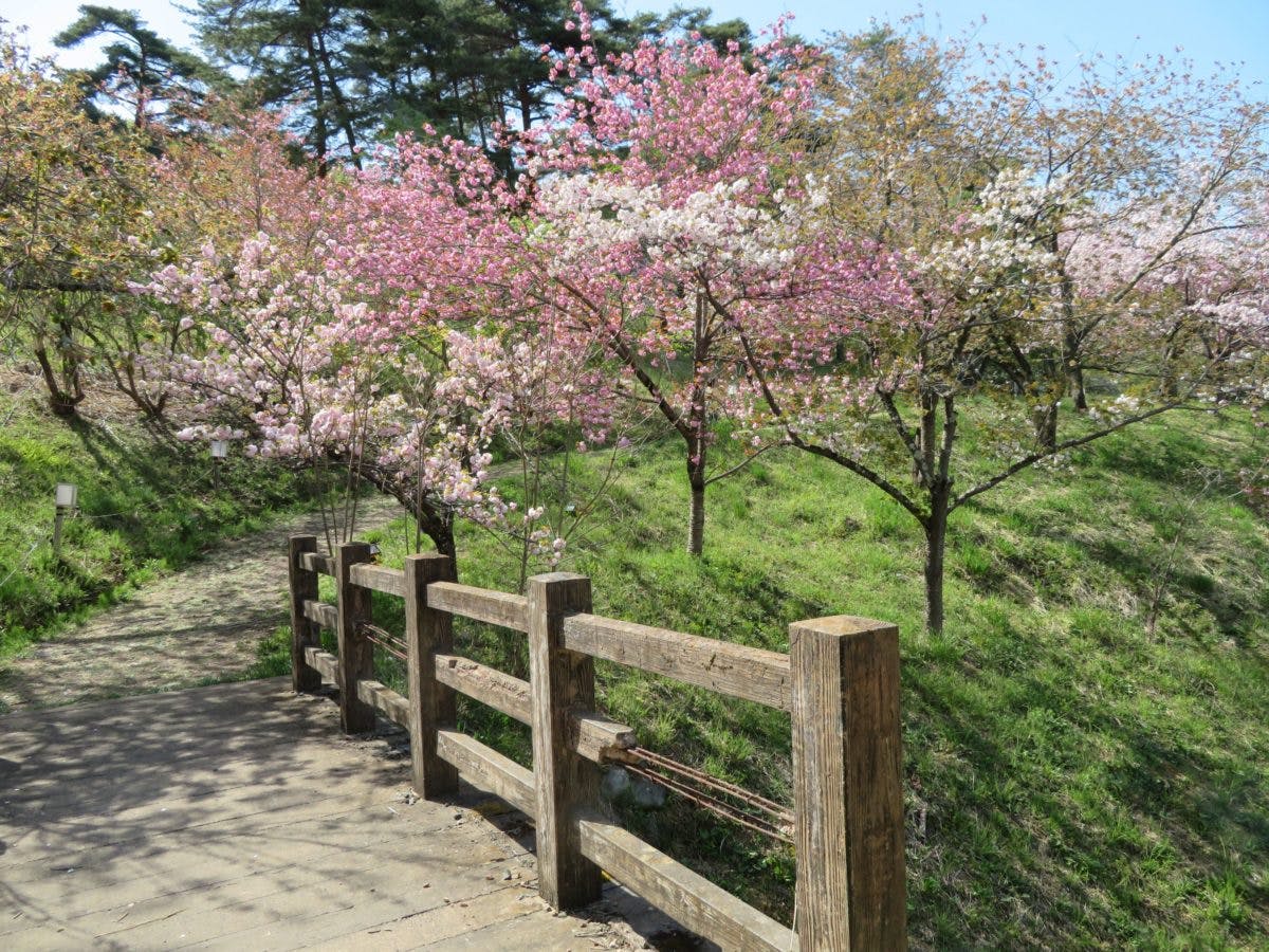 長瀞桜まつり 月日を変え長瀞の隅々を移動する桜の園 オマツリジャパン 毎日 祭日