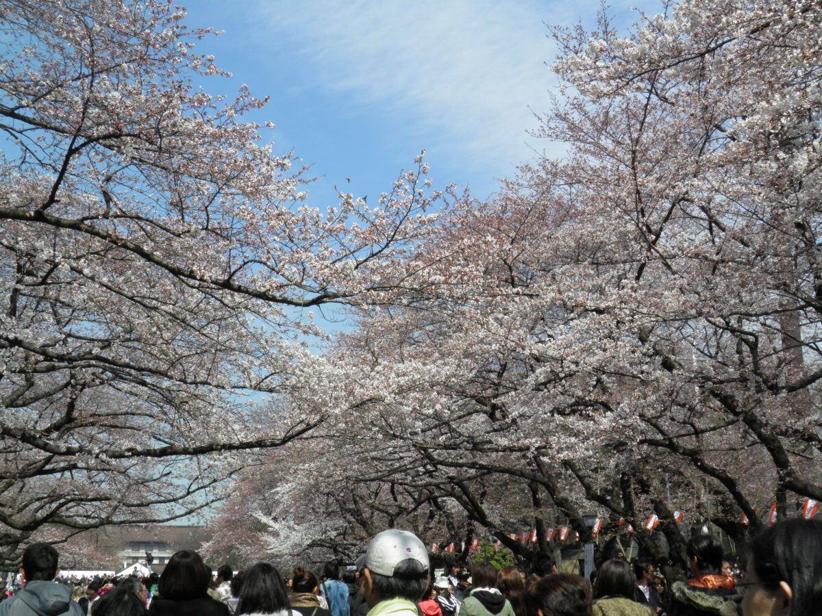 「うえの桜まつり」元禄年間からの桜の名所に漂う江戸の春の情緒