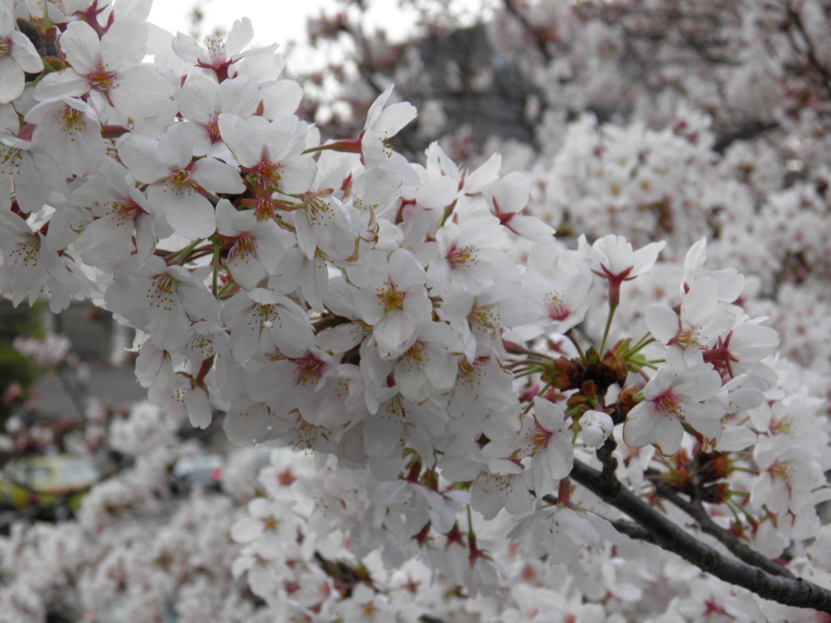 染井よしの桜まつり」ソメイヨシノ誕生の地に染み渡る江戸時代の植木