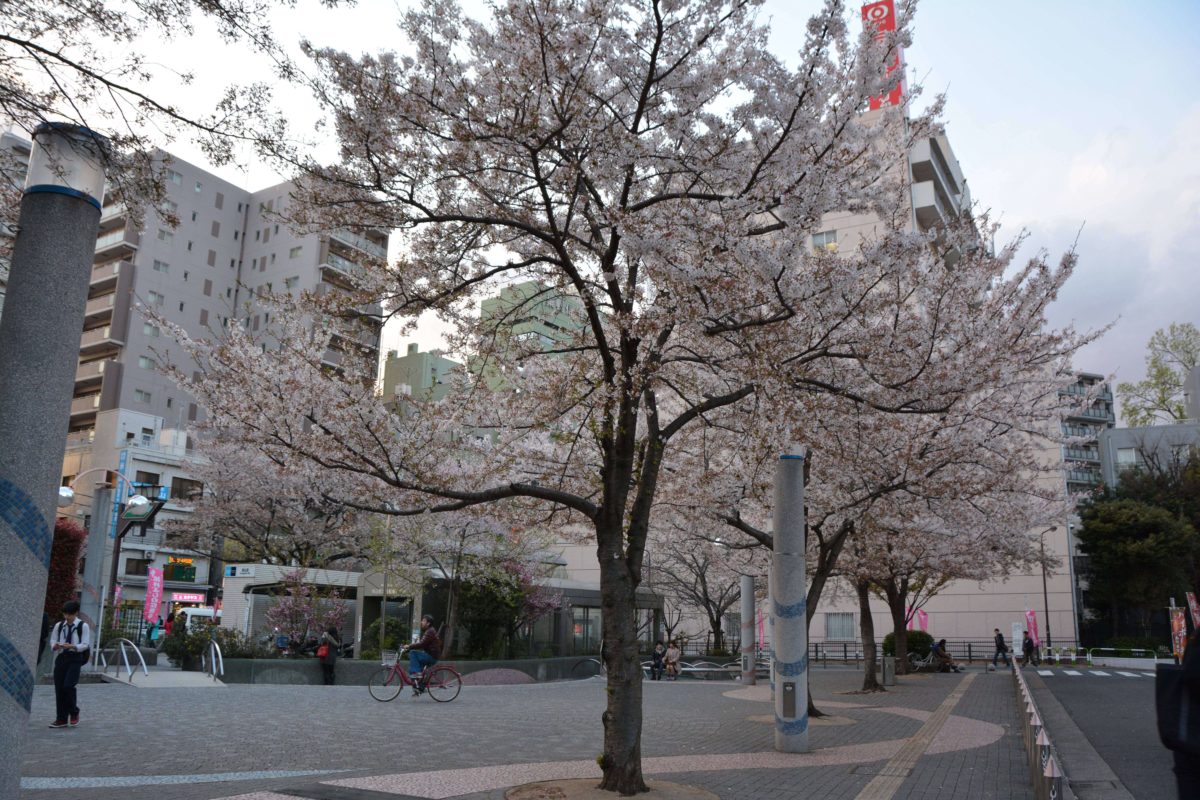 染井よしの桜まつり」ソメイヨシノ誕生の地に染み渡る江戸時代の植木