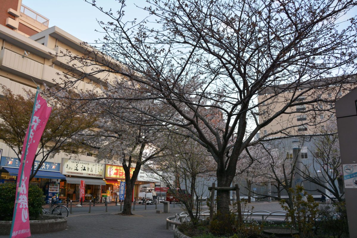 染井よしの桜まつり」ソメイヨシノ誕生の地に染み渡る江戸時代の植木