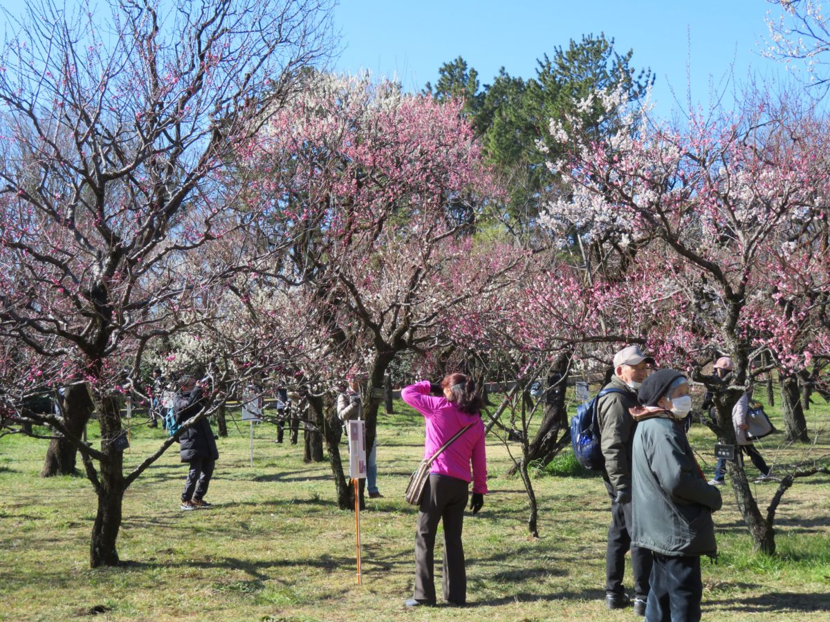 【神代植物公園梅まつり】多品種の梅の花を鑑賞した後には深大寺そばの味わいも