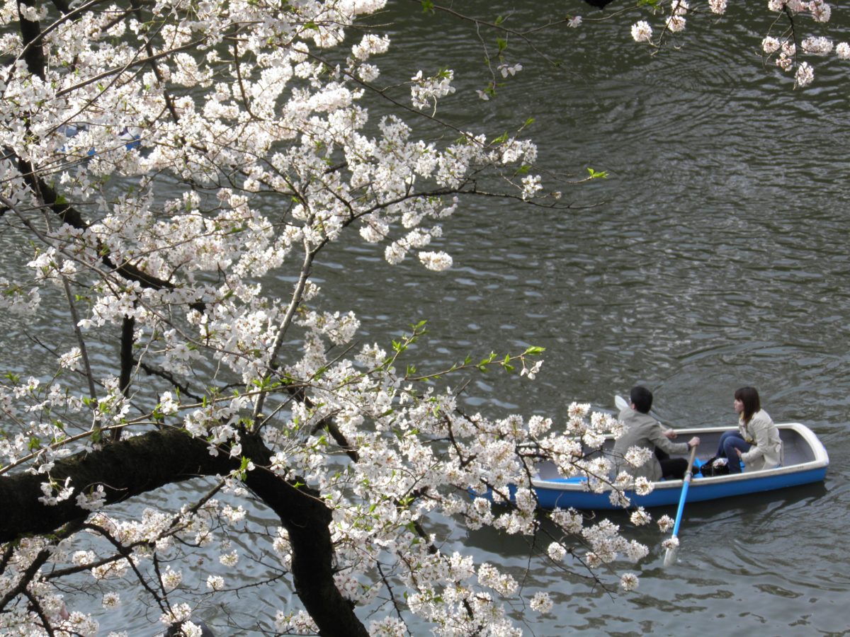 「千代田のさくらまつり」バスやボートからも眺められる江戸城内濠、千鳥ヶ淵の桜