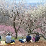 「長瀞宝登山梅まつり」山肌を季節のグラデーションで彩る約170種類の梅