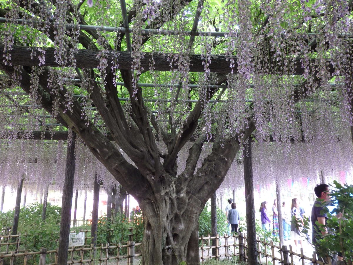 【騎西藤まつり】民家から奉納された大藤が薄紫色に彩る神苑の玉敷公園