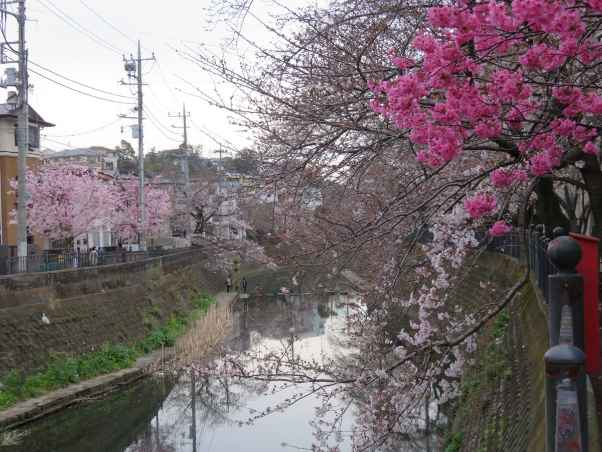 花見特集2020】桜の季節到来！各地で開催される桜まつり&花見 