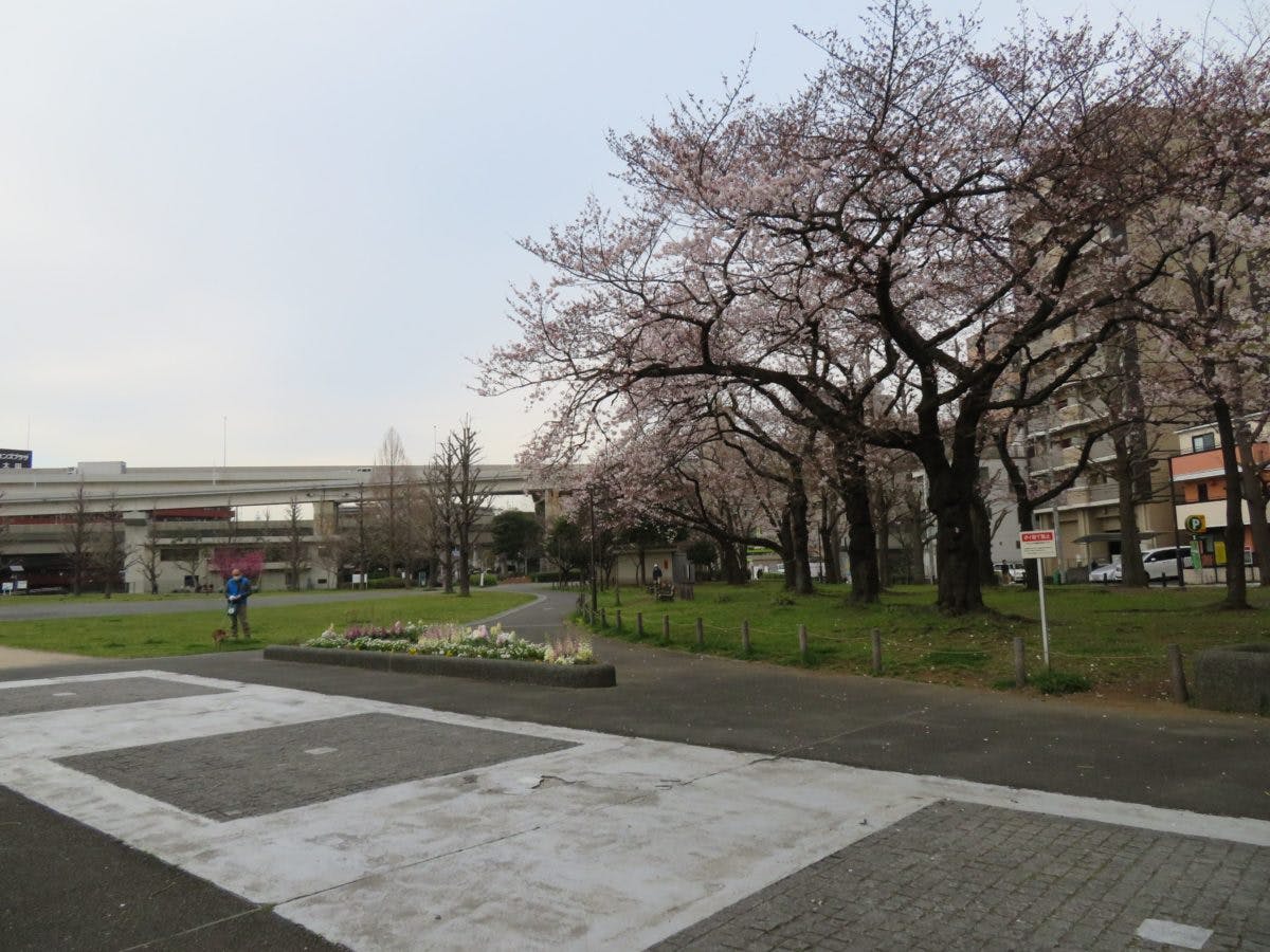 大岡川プロムナード桜まつり 観音橋から太田橋まで薄紅色の帯を繋ぐ桜並木 オマツリジャパン あなたと祭りをつなげるメディア 大岡川プロムナード桜まつり 観音橋から太田橋まで薄紅色の帯を繋ぐ桜並木 オマツリジャパン あなたと祭りをつなげるメディア