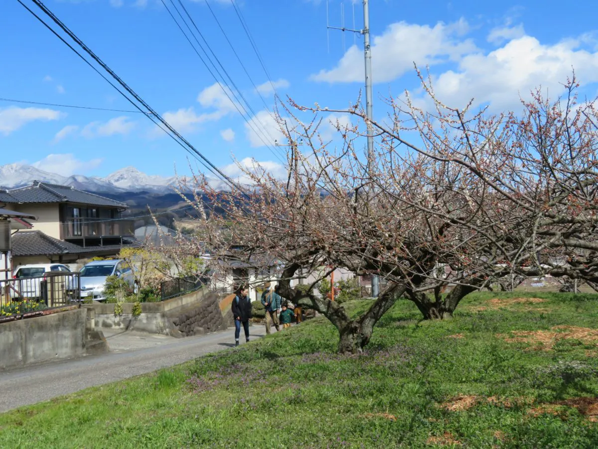 榛名の梅祭り トテ馬車での梅林散策 多彩なイベント 無料の梅食品配布などの魅力が満載 オマツリジャパン あなたと祭りをつなげるメディア