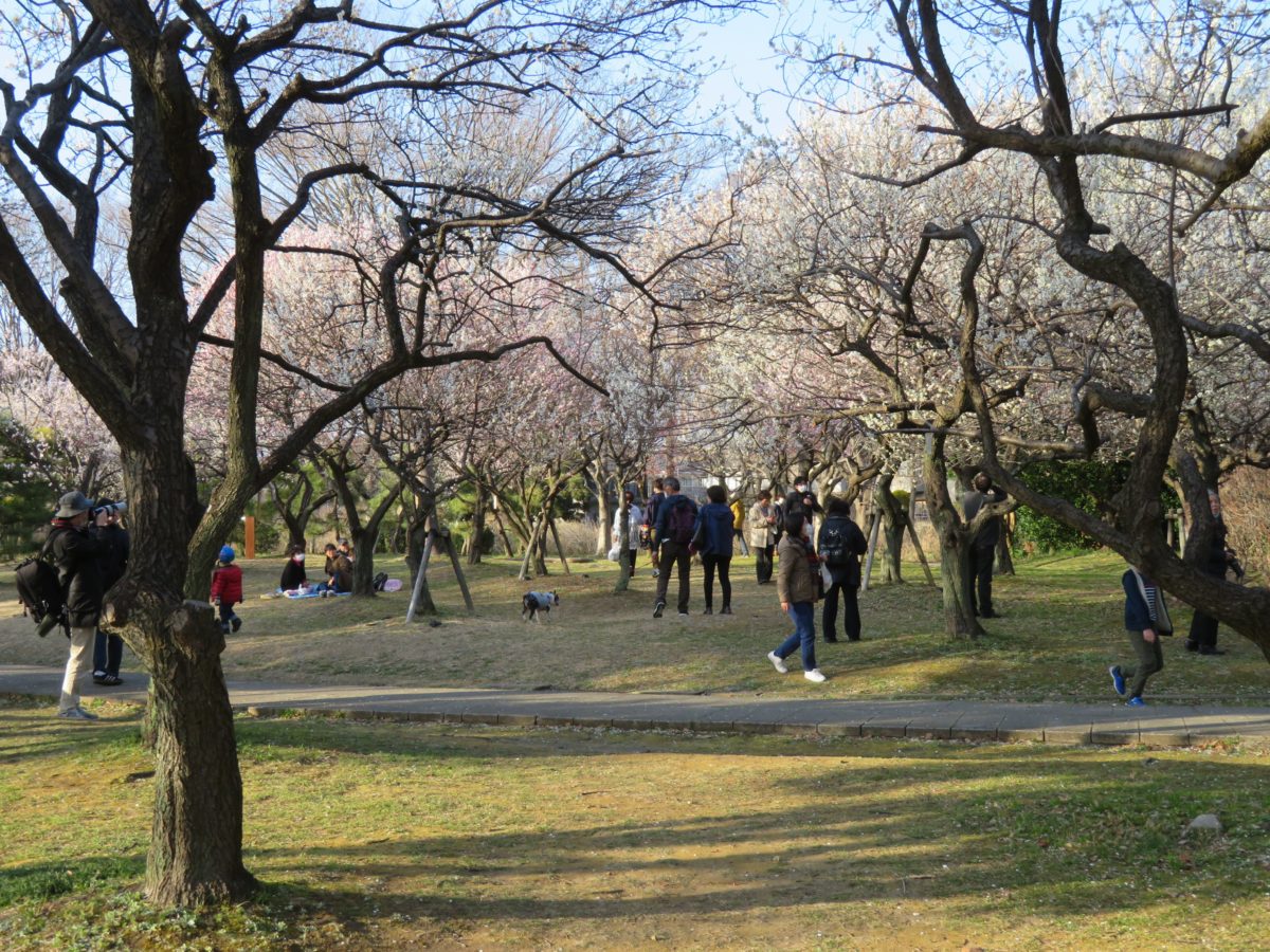 【大宮第二公園梅まつり】梅林に育つ数々の銘木から漂う初春の香り