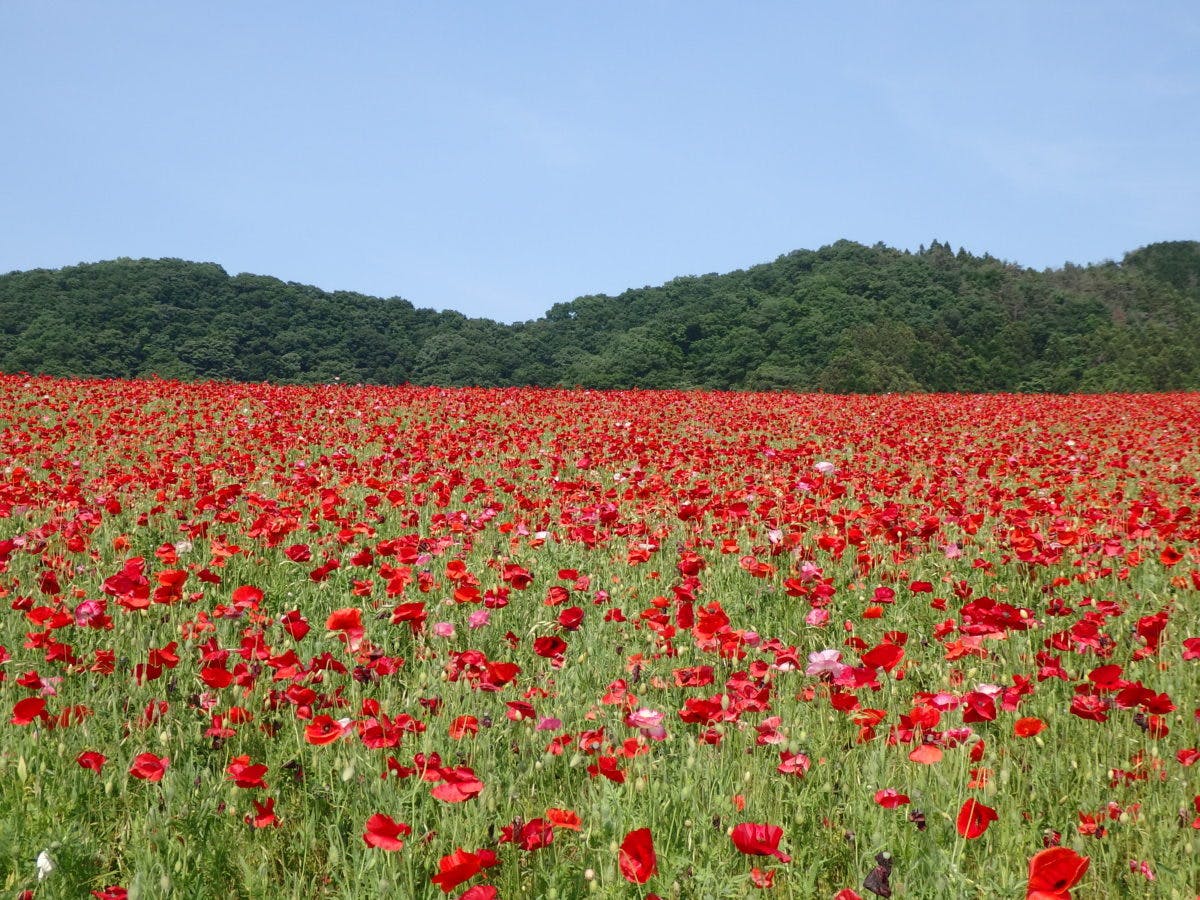 天空のポピー 彩の国ふれあい牧場近くの高原で青空に映える真赤な花 オマツリジャパン あなたと祭りをつなげるメディア