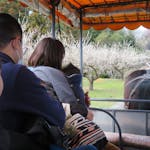 【榛名の梅祭り】トテ馬車での梅林散策、多彩なイベント、無料の梅食品配布などの魅力が満載