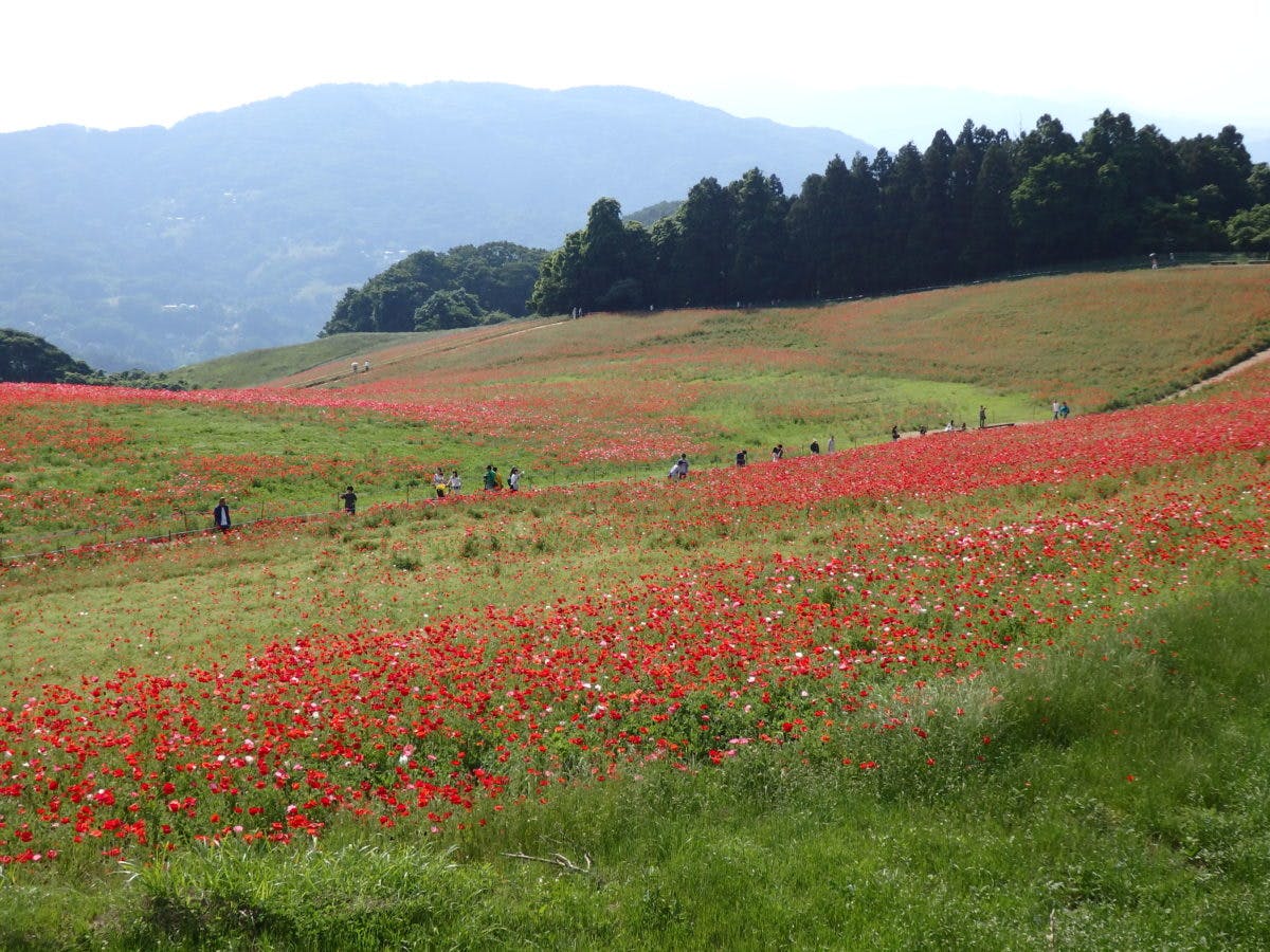 天空のポピー 彩の国ふれあい牧場近くの高原で青空に映える真赤な花 オマツリジャパン あなたと祭りをつなげるメディア 天空のポピー 彩の国ふれあい牧場近くの高原で青空に映える真赤な花 オマツリジャパン あなたと祭りをつなげるメディア