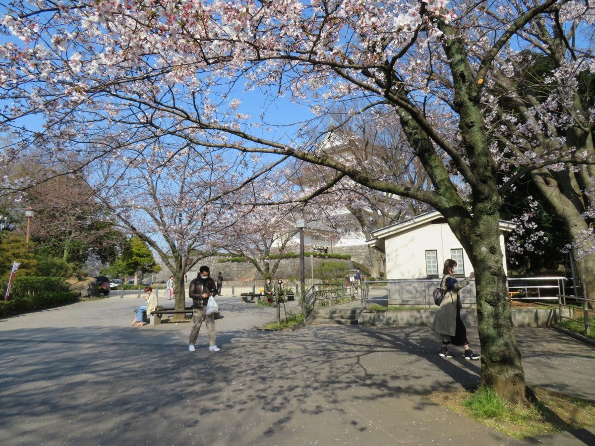 千葉城さくら祭り 再建された天守閣を彩る亥鼻公園のソメイヨシノ オマツリジャパン あなたと祭りをつなげるメディア 千葉城さくら祭り 再建された天守閣を彩る亥鼻公園のソメイヨシノ オマツリジャパン あなたと祭りをつなげるメディア