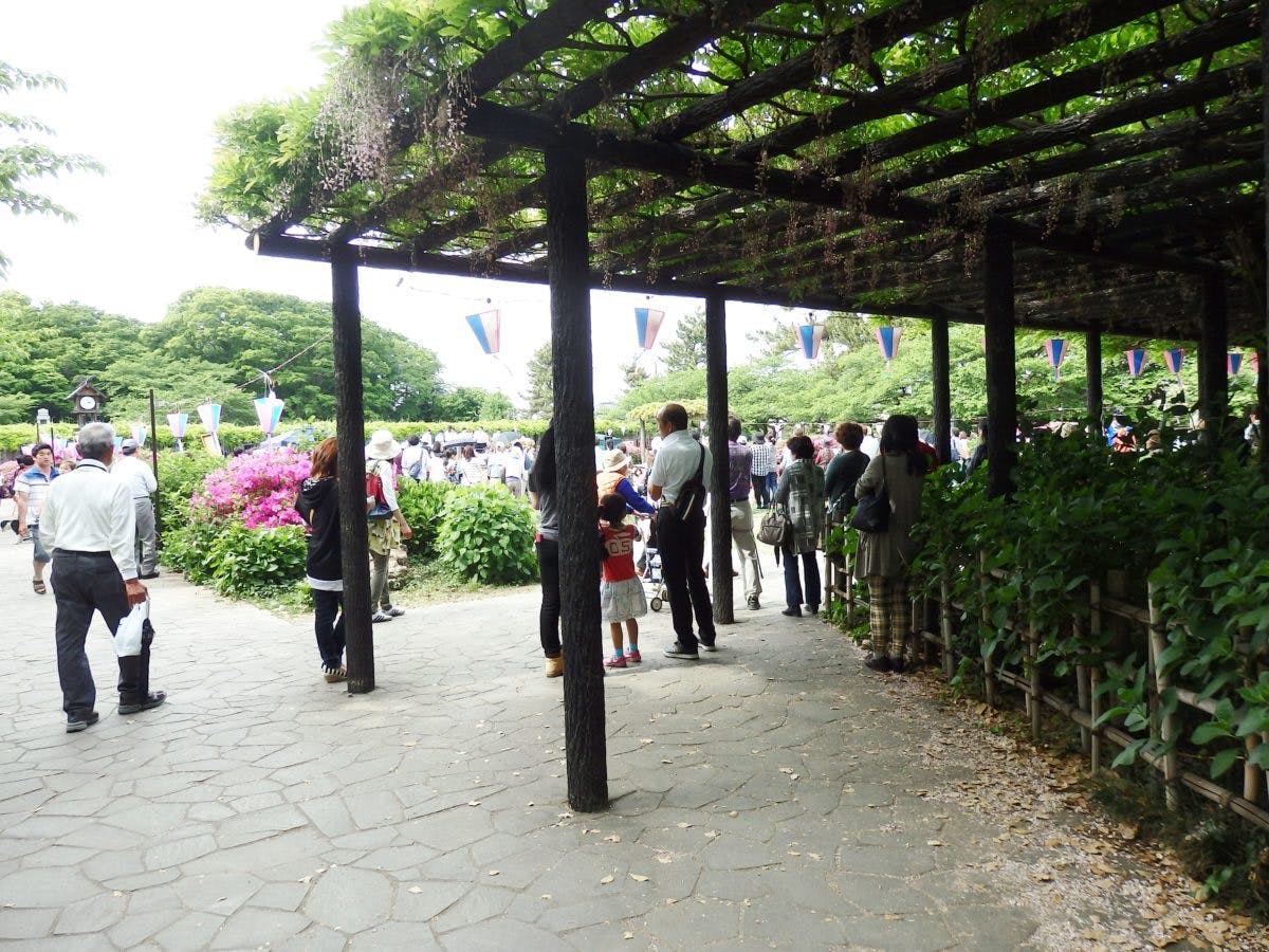 騎西藤まつり 民家から奉納された大藤が薄紫色に彩る神苑の玉敷公園 オマツリジャパン 毎日 祭日 騎西藤まつり 民家から奉納された大藤が薄紫色に彩る神苑の玉敷公園 オマツリジャパン 毎日 祭日