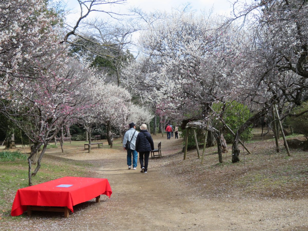 【清水公園梅まつり】混み合うことがなく落ち着いた雰囲気で楽しむことができる梅の花