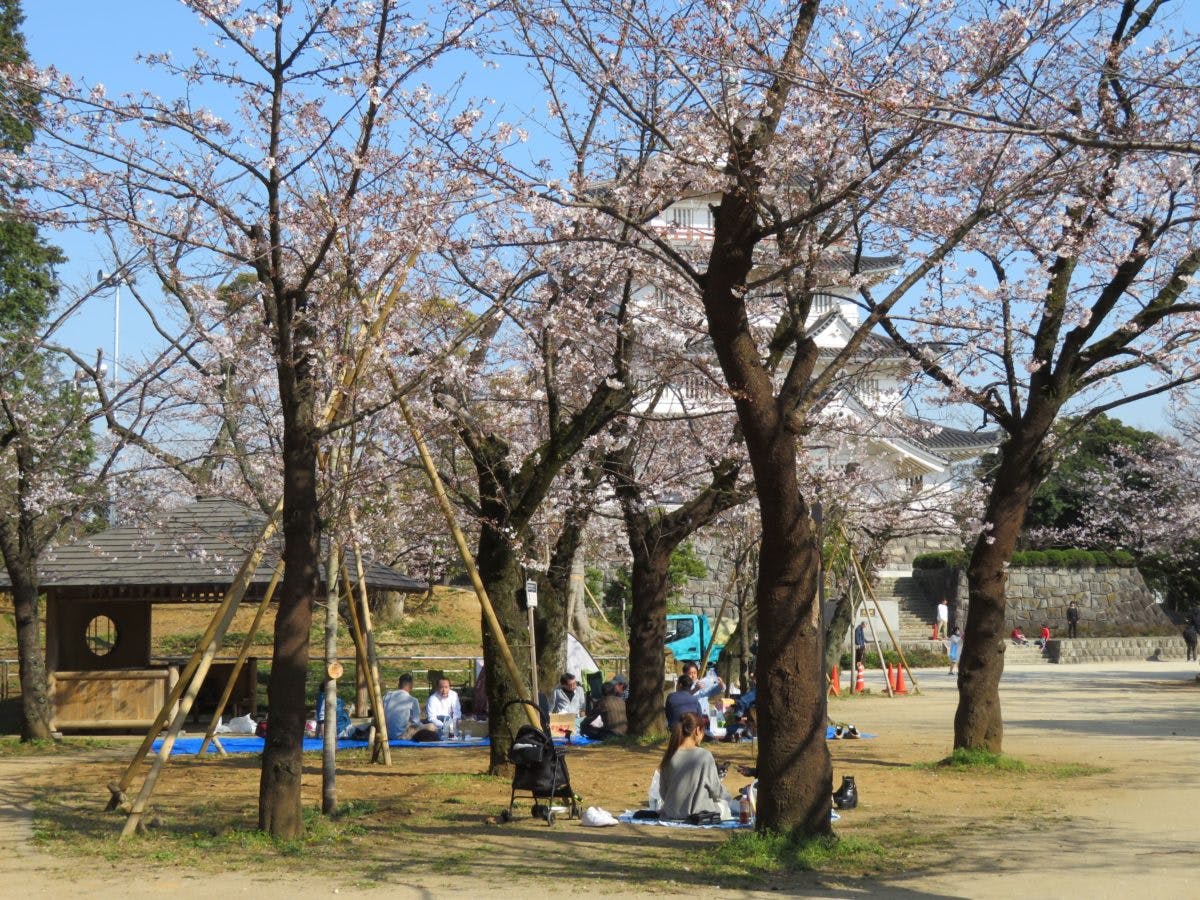 千葉城さくら祭り 再建された天守閣を彩る亥鼻公園のソメイヨシノ オマツリジャパン あなたと祭りをつなげるメディア