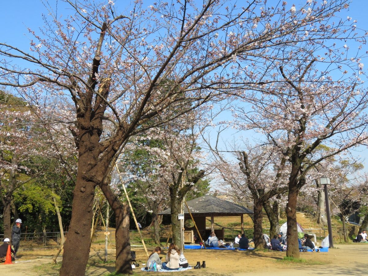 オマツリジャパンに登録をしてお祭りをもっと楽しもう!【千葉城さくら祭り】再建された天守閣を彩る亥鼻公園のソメイヨシノ