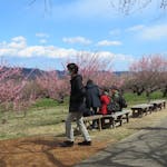 【秋間梅林祭】三軒茶屋から遊歩道に入り360度のパノラマで眺める群馬三大梅林