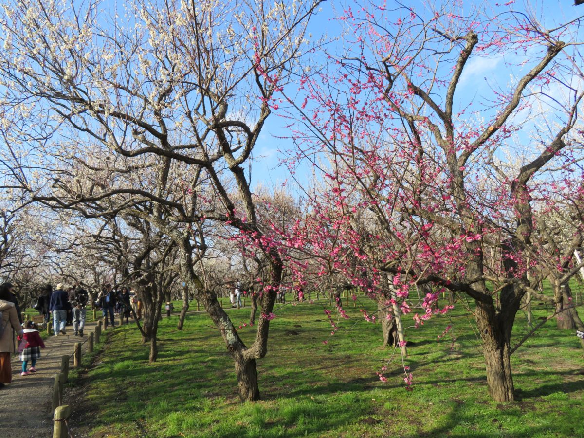 【水戸の梅まつり】日本三名園に数えられる偕楽園の梅林は国内屈指の梅の名所