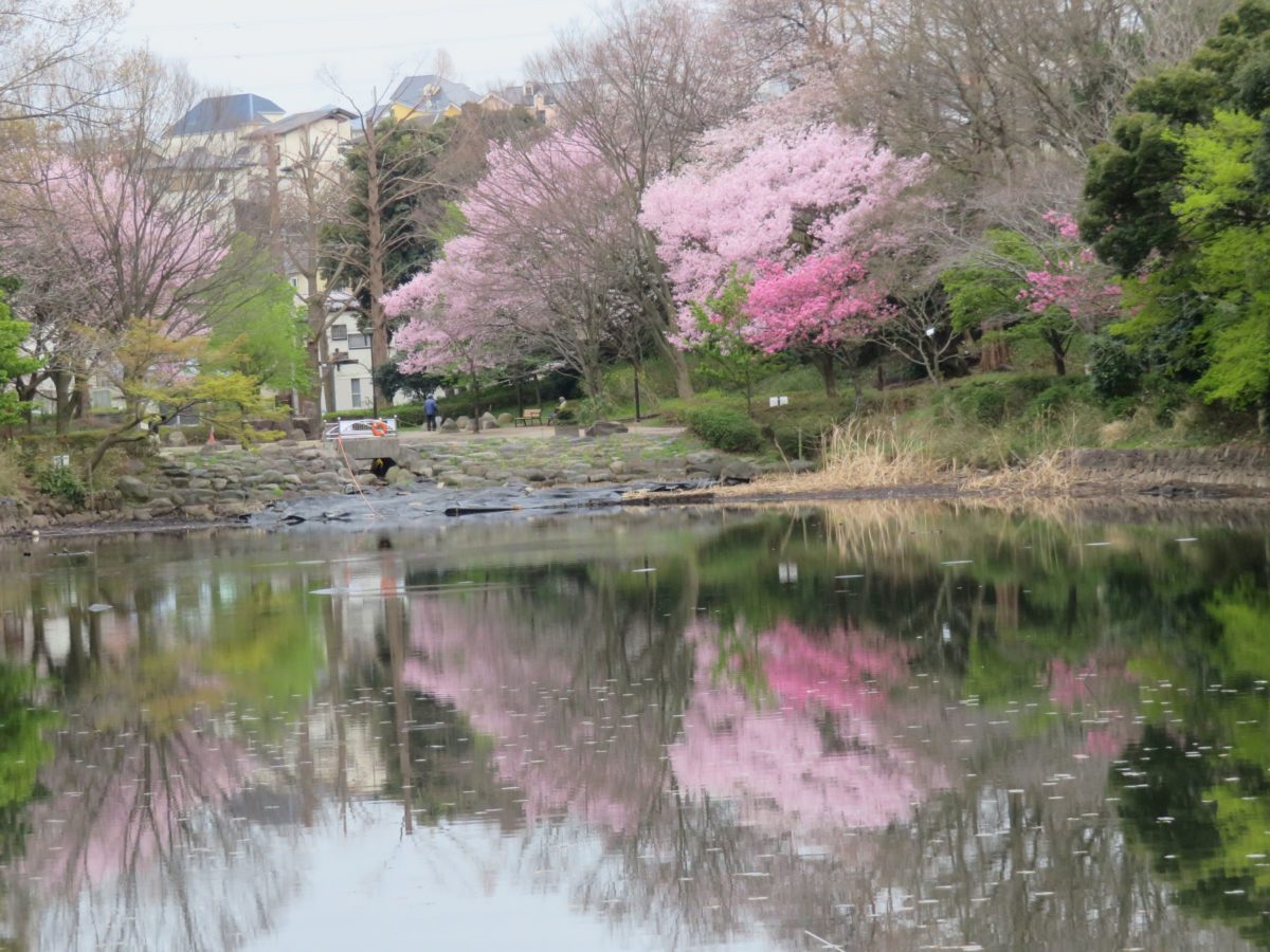 【三ツ池公園さくらまつり】穏やかな池の水面に映りこむ多品種の桜の花の彩り