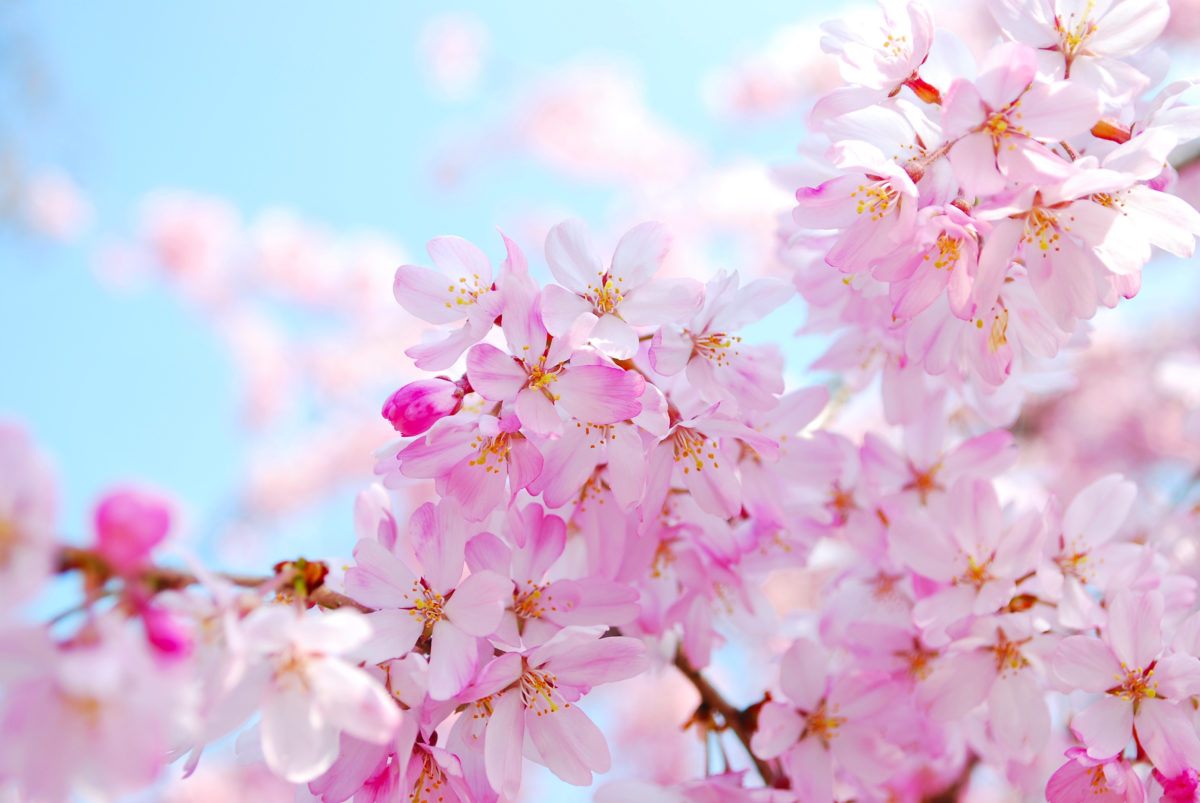 【花見特集2020】桜の季節到来！各地で開催される桜まつり&花見スポット！