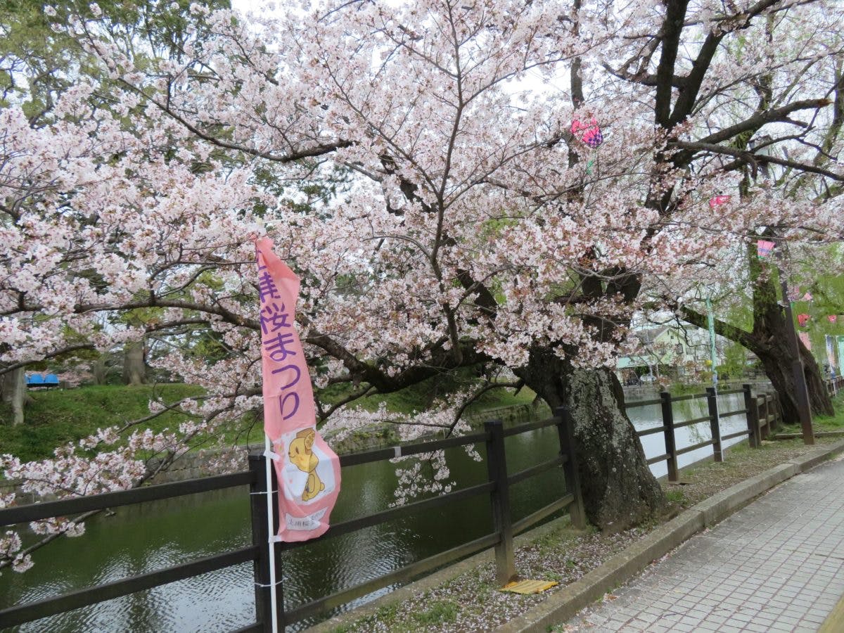 土浦桜まつり 旧水戸街道沿いの城下町 宿場町を彩る亀城公園の桜 オマツリジャパン 毎日 祭日 土浦桜まつり 旧水戸街道沿いの城下町 宿場町を彩る亀城公園の桜 オマツリジャパン 毎日 祭日