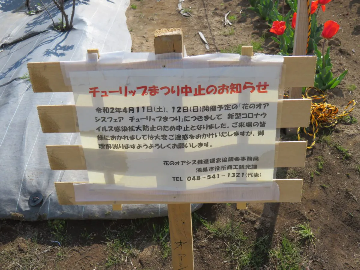 花のオアシスフェア チューリップまつり 色や形で個性を競う約4万の花々 オマツリジャパン あなたと祭りをつなげるメディア 花のオアシスフェア チューリップまつり 色や形で個性を競う約4万の花々 オマツリジャパン あなたと祭りをつなげるメディア