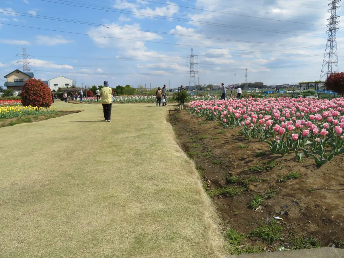 花のオアシスフェア チューリップまつり 色や形で個性を競う約4万の花々 オマツリジャパン あなたと祭りをつなげるメディア 花のオアシスフェア チューリップまつり 色や形で個性を競う約4万の花々 オマツリジャパン あなたと祭りをつなげるメディア