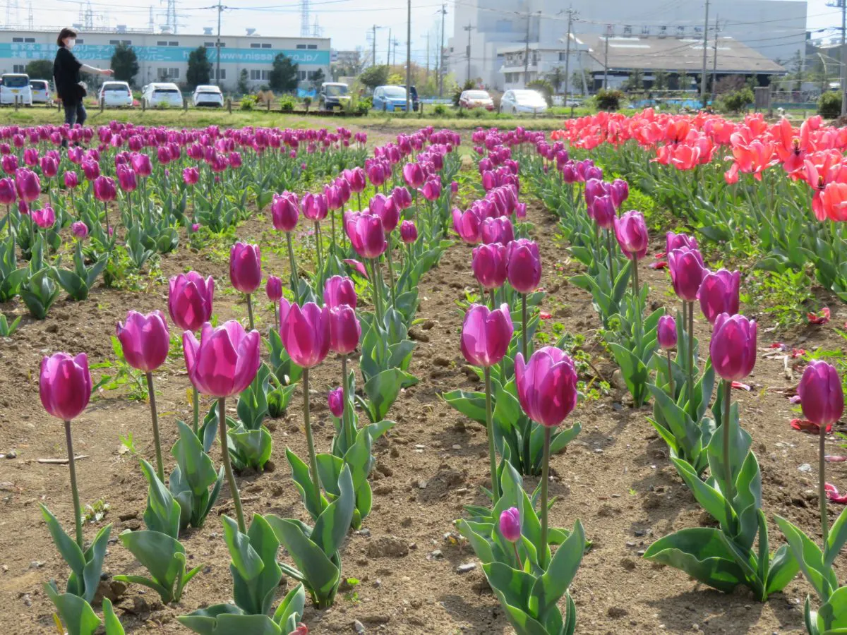 花のオアシスフェア チューリップまつり 色や形で個性を競う約4万の花々 オマツリジャパン あなたと祭りをつなげるメディア 花のオアシスフェア チューリップまつり 色や形で個性を競う約4万の花々 オマツリジャパン あなたと祭りをつなげるメディア