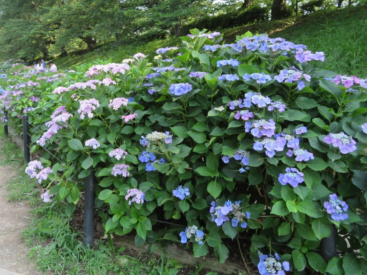 幸手あじさいまつり 桜 菜の花に続き初夏の権現堂堤を彩るあじさい オマツリジャパン 毎日 祭日 幸手あじさいまつり 桜 菜の花に続き初夏の権現堂堤を彩るあじさい オマツリジャパン 毎日 祭日