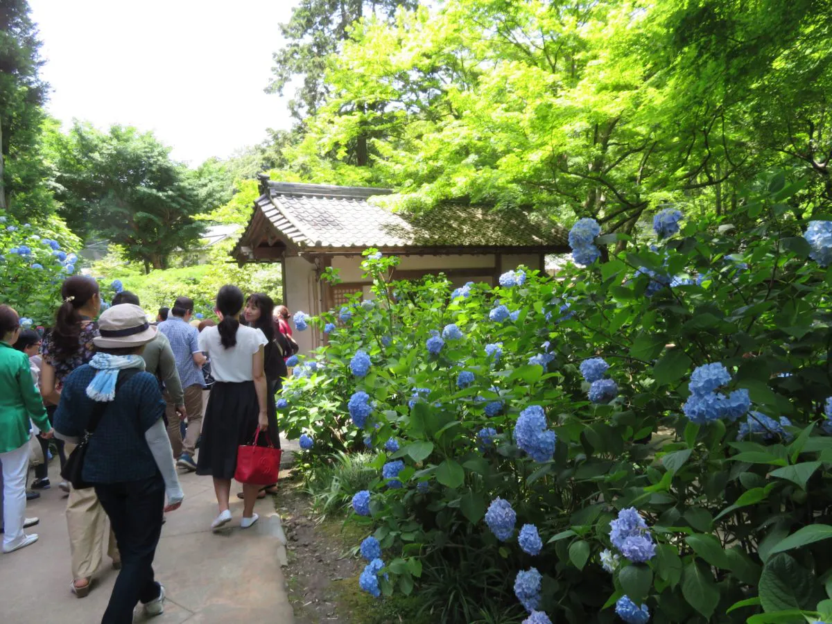 鎌倉のあじさい名所4選 明月院 東慶寺 御霊神社 極楽寺 オマツリジャパン あなたと祭りをつなげるメディア 鎌倉のあじさい名所4選 明月院 東慶寺 御霊神社 極楽寺 オマツリジャパン あなたと祭りをつなげるメディア