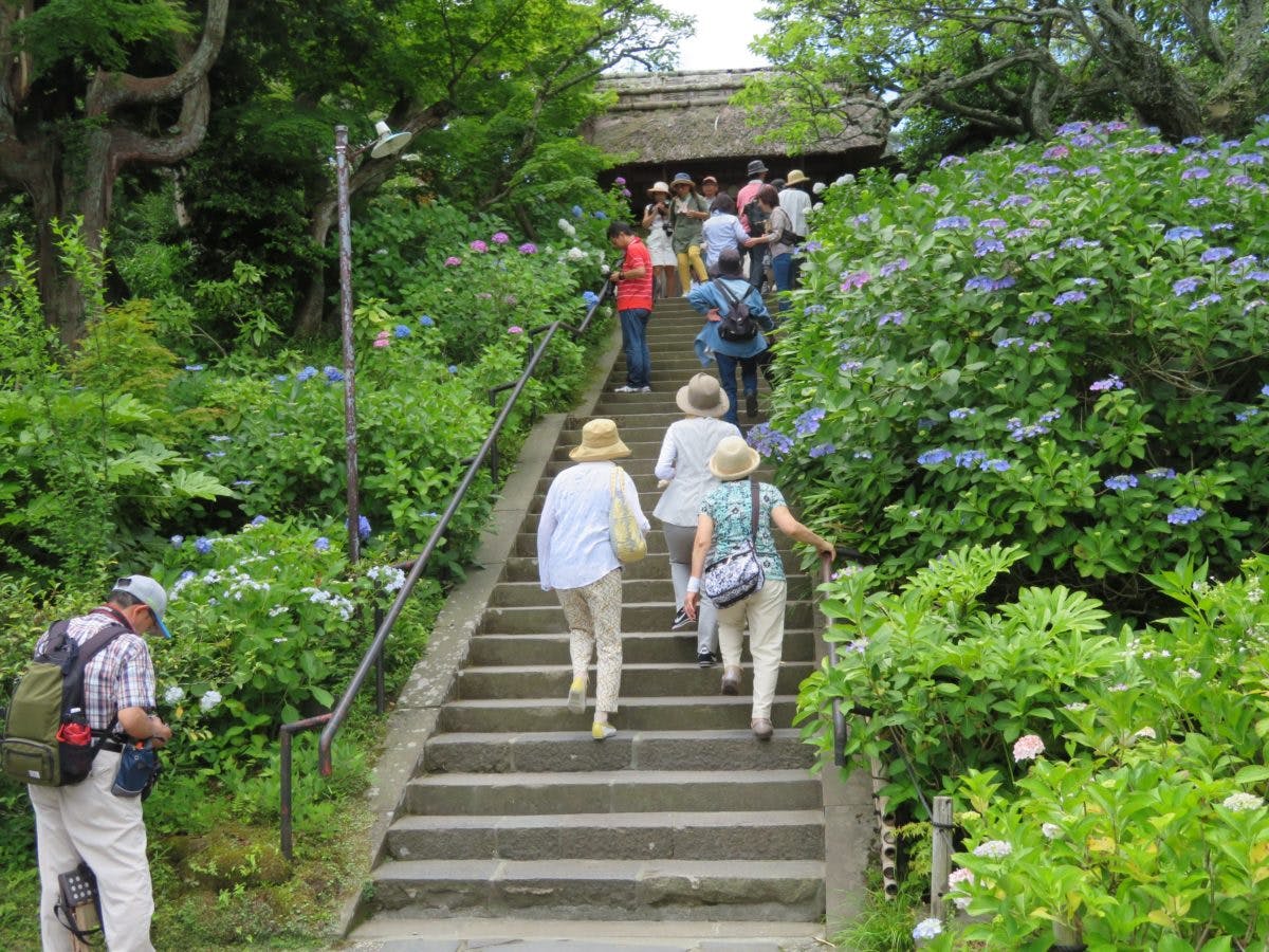 鎌倉のあじさい名所4選 明月院 東慶寺 御霊神社 極楽寺 オマツリジャパン 毎日 祭日 鎌倉のあじさい名所4選 明月院 東慶寺 御霊神社 極楽寺 オマツリジャパン 毎日 祭日