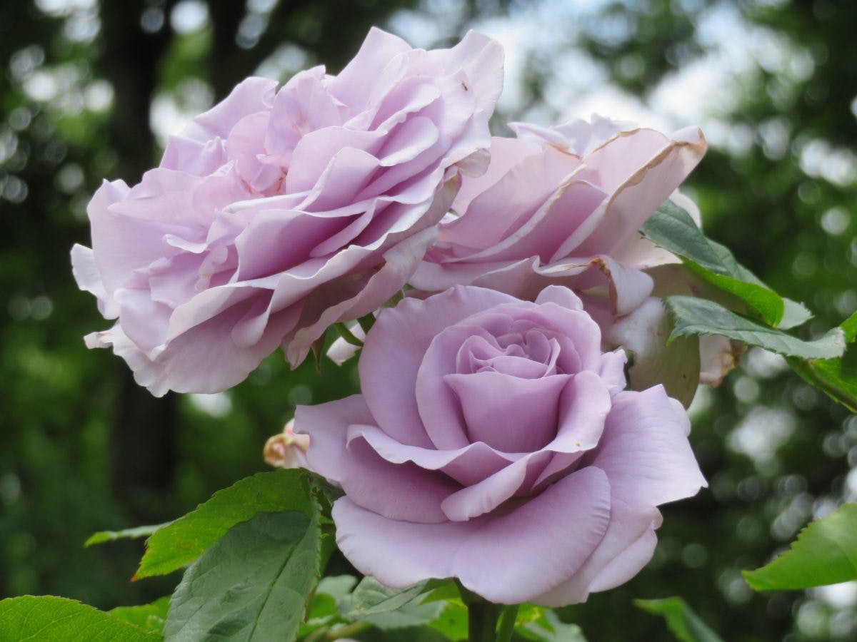 とちぎ花センター ローズフェスタが開催中 450種類のバラを楽しもう オマツリジャパン あなたと祭りをつなげるメディア とちぎ花センター ローズフェスタが開催中 450種類のバラを楽しもう オマツリジャパン あなたと祭りをつなげるメディア